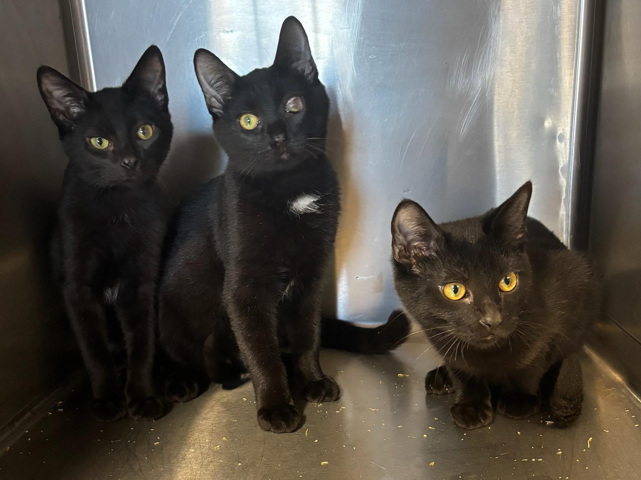 Enlarge Boomer, Siddy,and Loot, a Adoptable mixed breed in Snow Hill, NC image 1/1