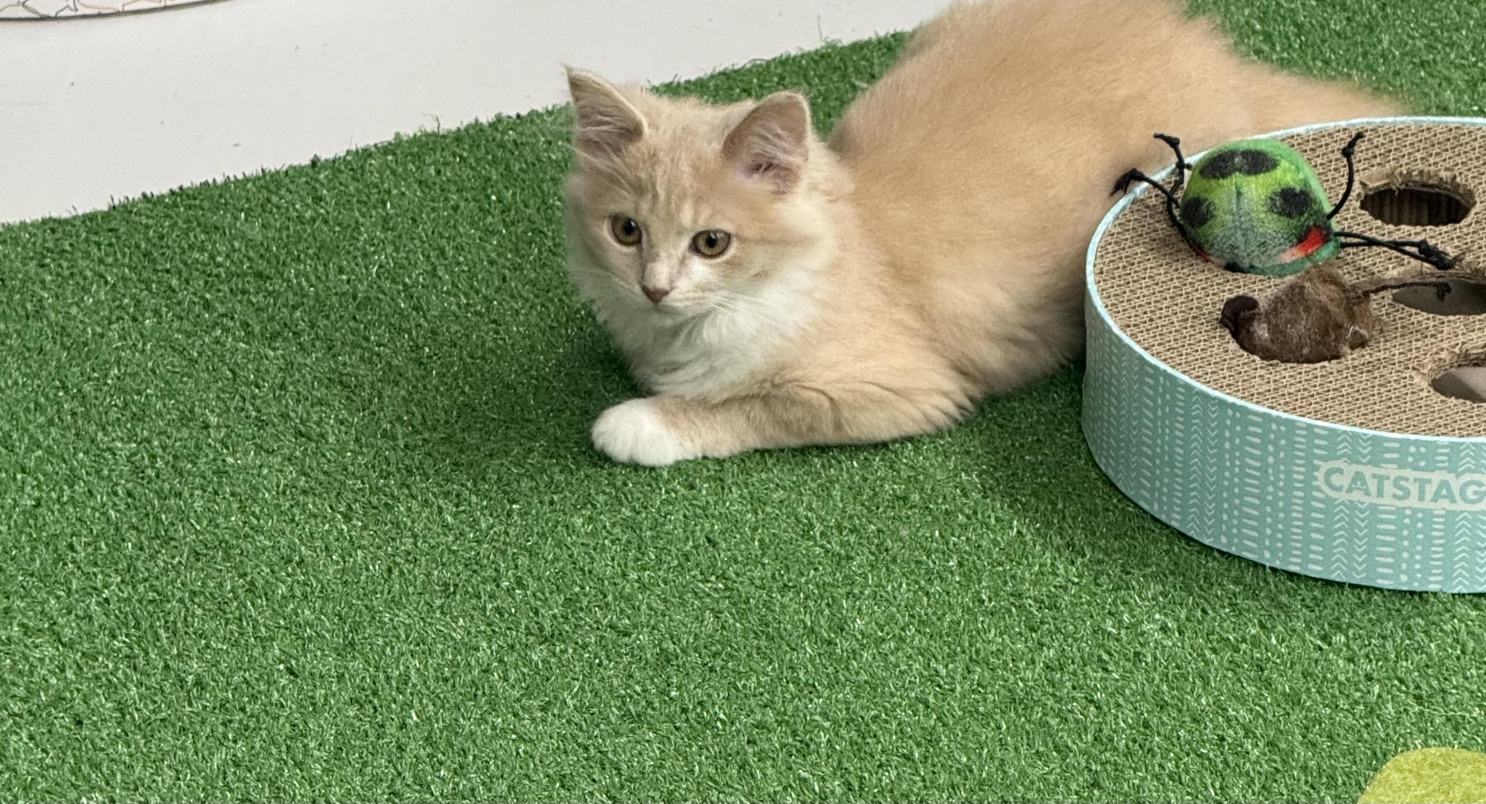 Buffy, an adopted Domestic Medium Hair in Lebanon, KY image 2/6