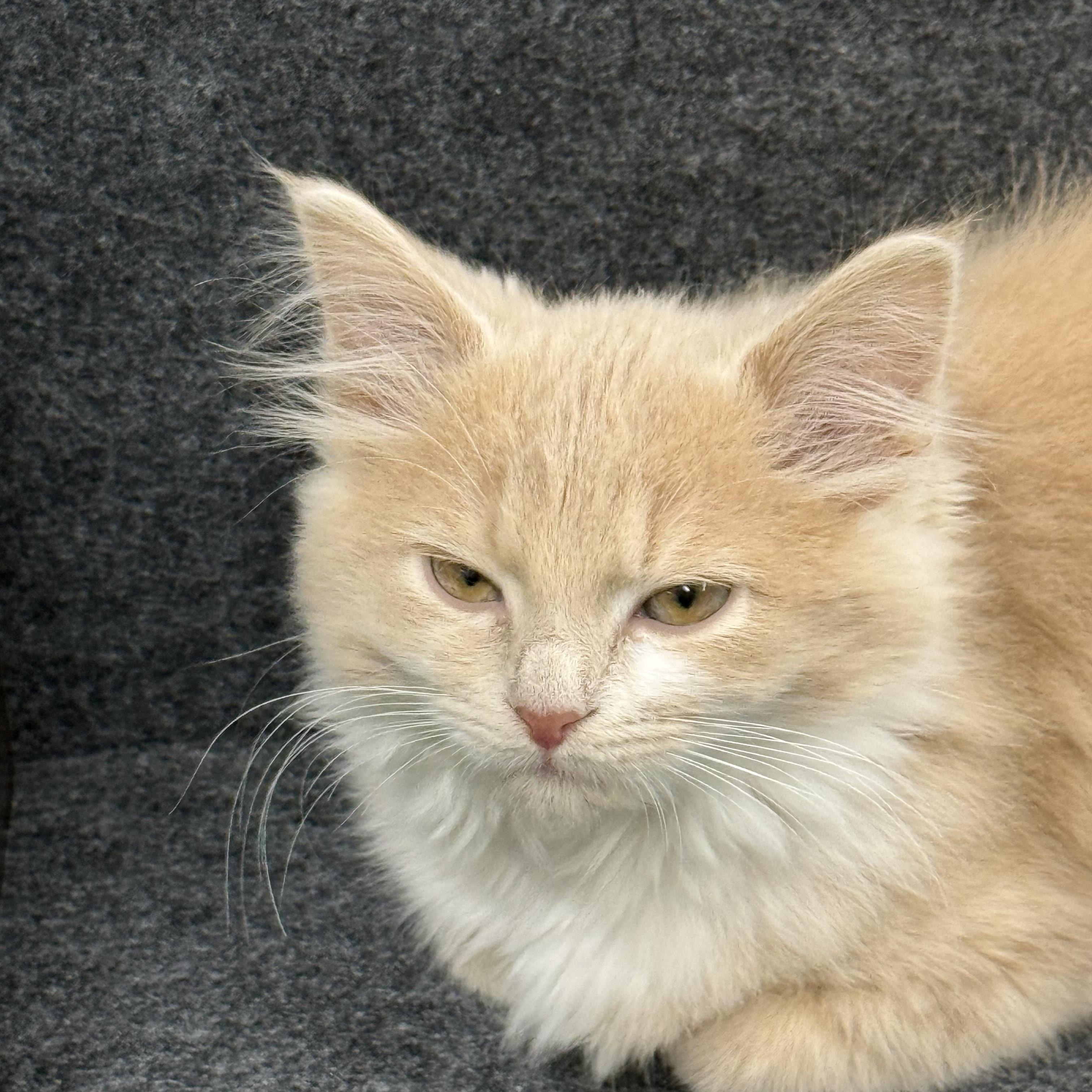 Buffy, an adopted Domestic Medium Hair in Lebanon, KY image 5/6