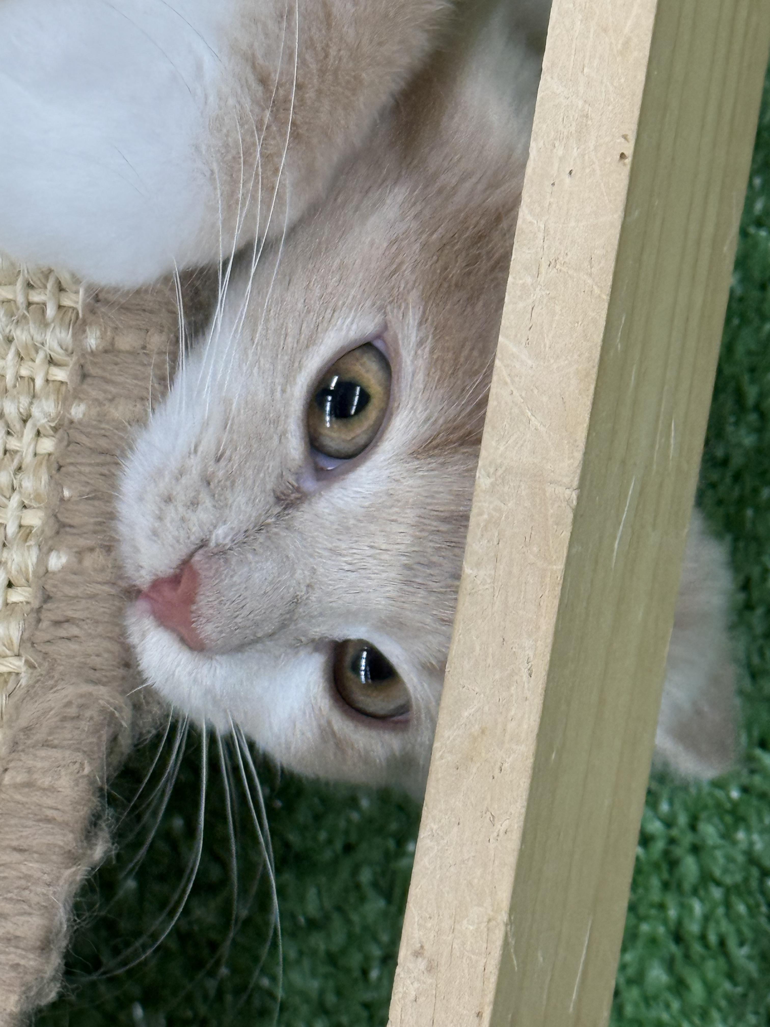 Buffy, an adopted Domestic Medium Hair in Lebanon, KY image 6/6