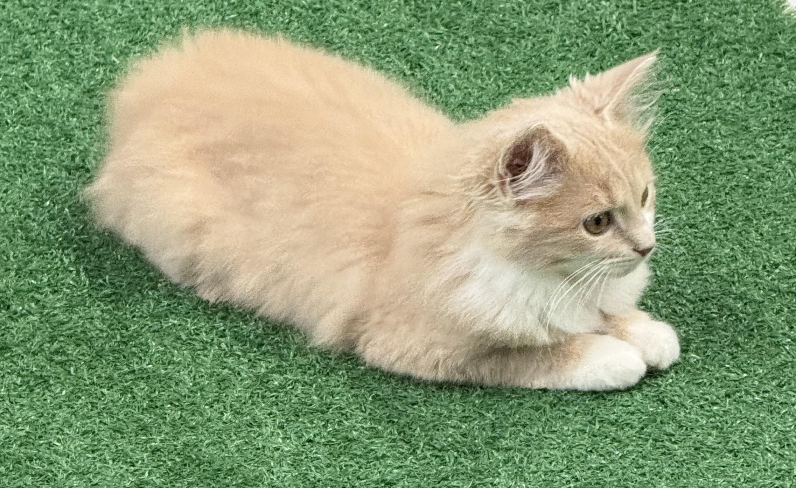 Buffy, adopted, Kitten Female Domestic Medium Hair.