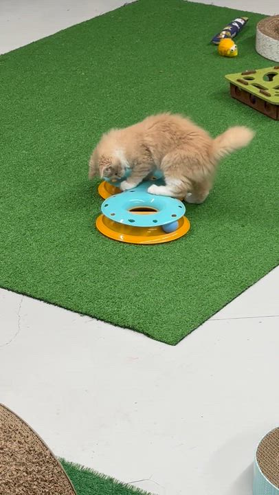 Enlarge Buffy, an adopted Domestic Medium Hair in Lebanon, KY video 3/6