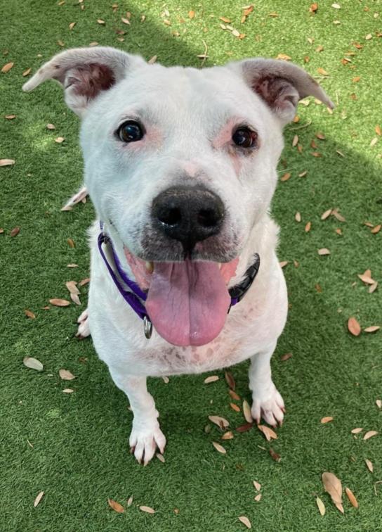 LUKE, Adoptable, Senior Male Mixed Breed.