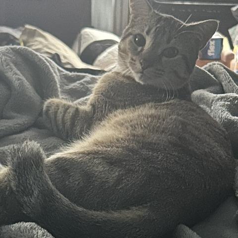 Enlarge Sphynx, a Adoptable mixed breed in Philadelphia, PA image 3/6