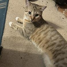 Enlarge Sphynx, a Adoptable mixed breed in Philadelphia, PA image 5/6