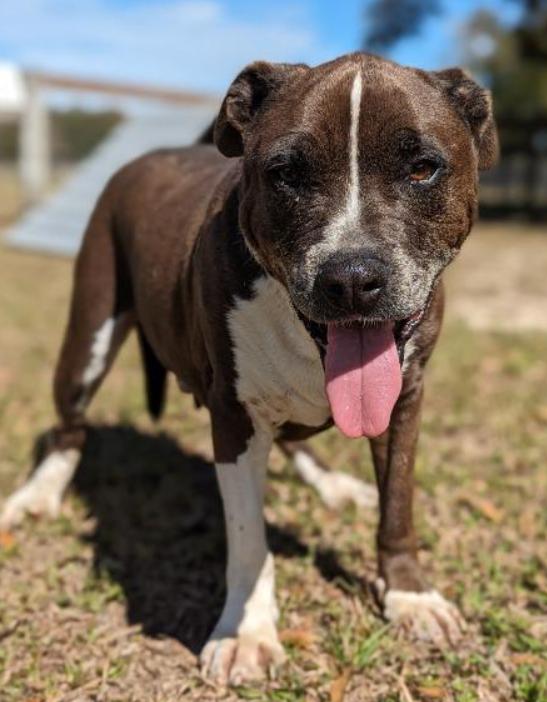 Enlarge Sampson, a Adoptable mixed breed in Ocala, FL image 1/4