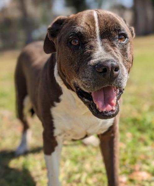 Enlarge Sampson, a Adoptable mixed breed in Ocala, FL image 2/4