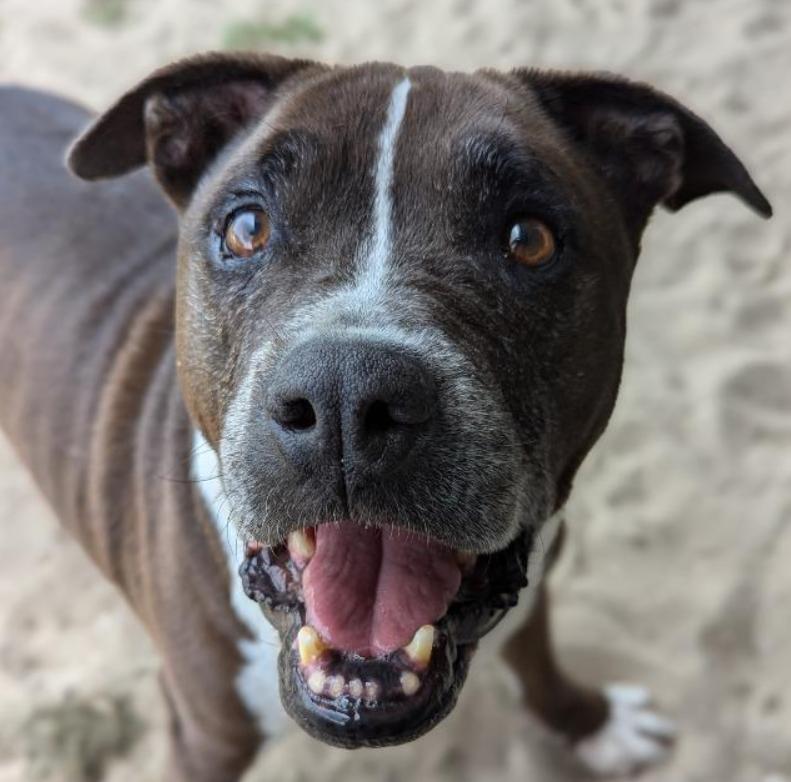 Enlarge Sampson, a Adoptable mixed breed in Ocala, FL image 3/4