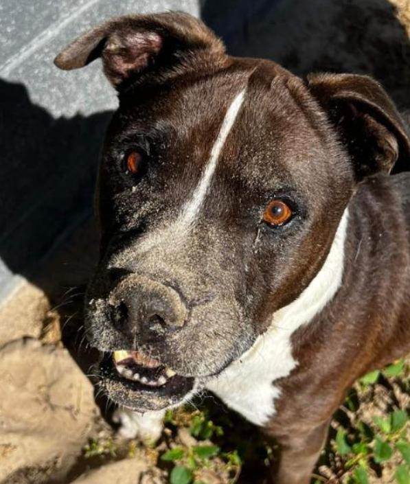 Enlarge Sampson, a Adoptable mixed breed in Ocala, FL image 4/4