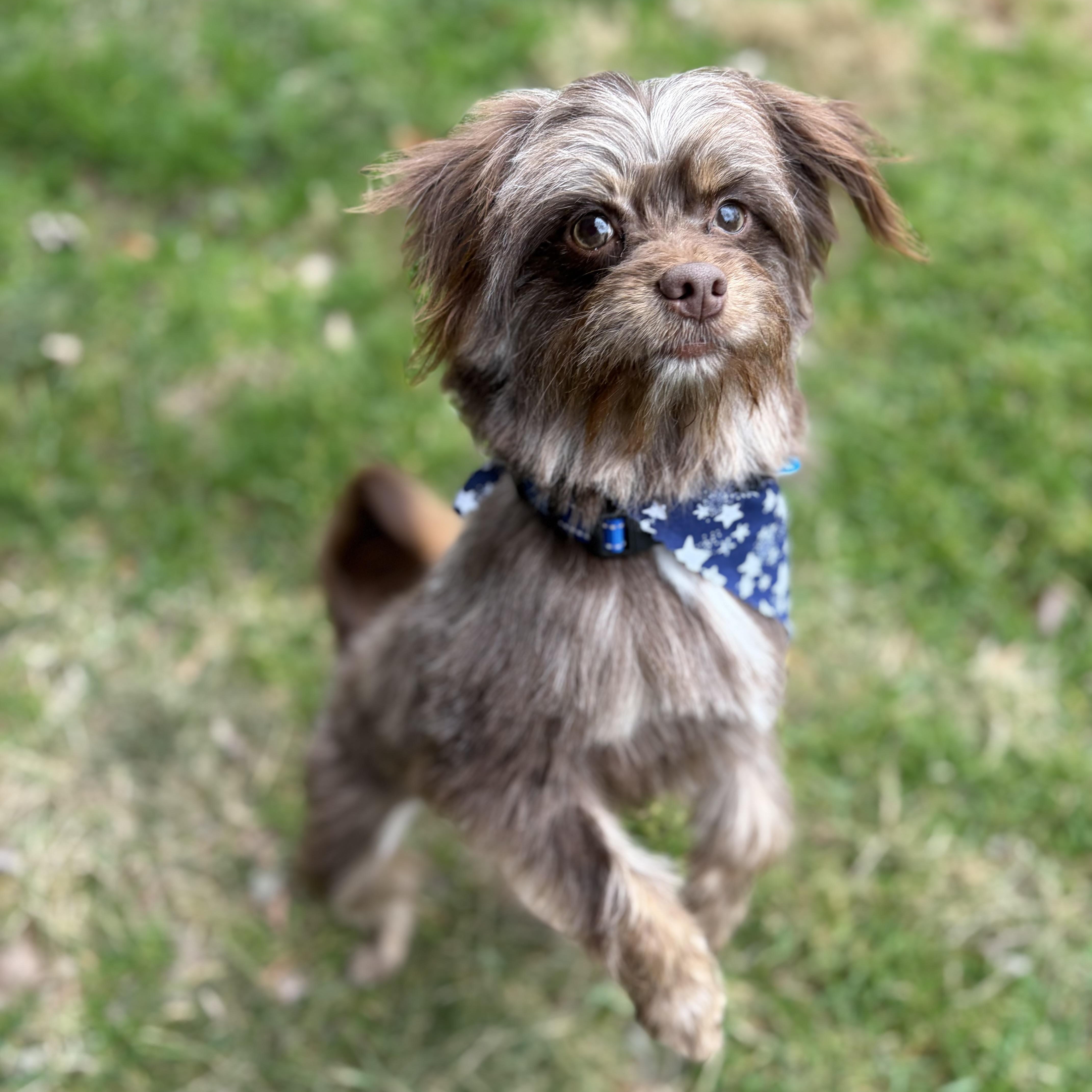 Enlarge Brownie, an adopted mixed breed in Greensboro, NC image 5/6