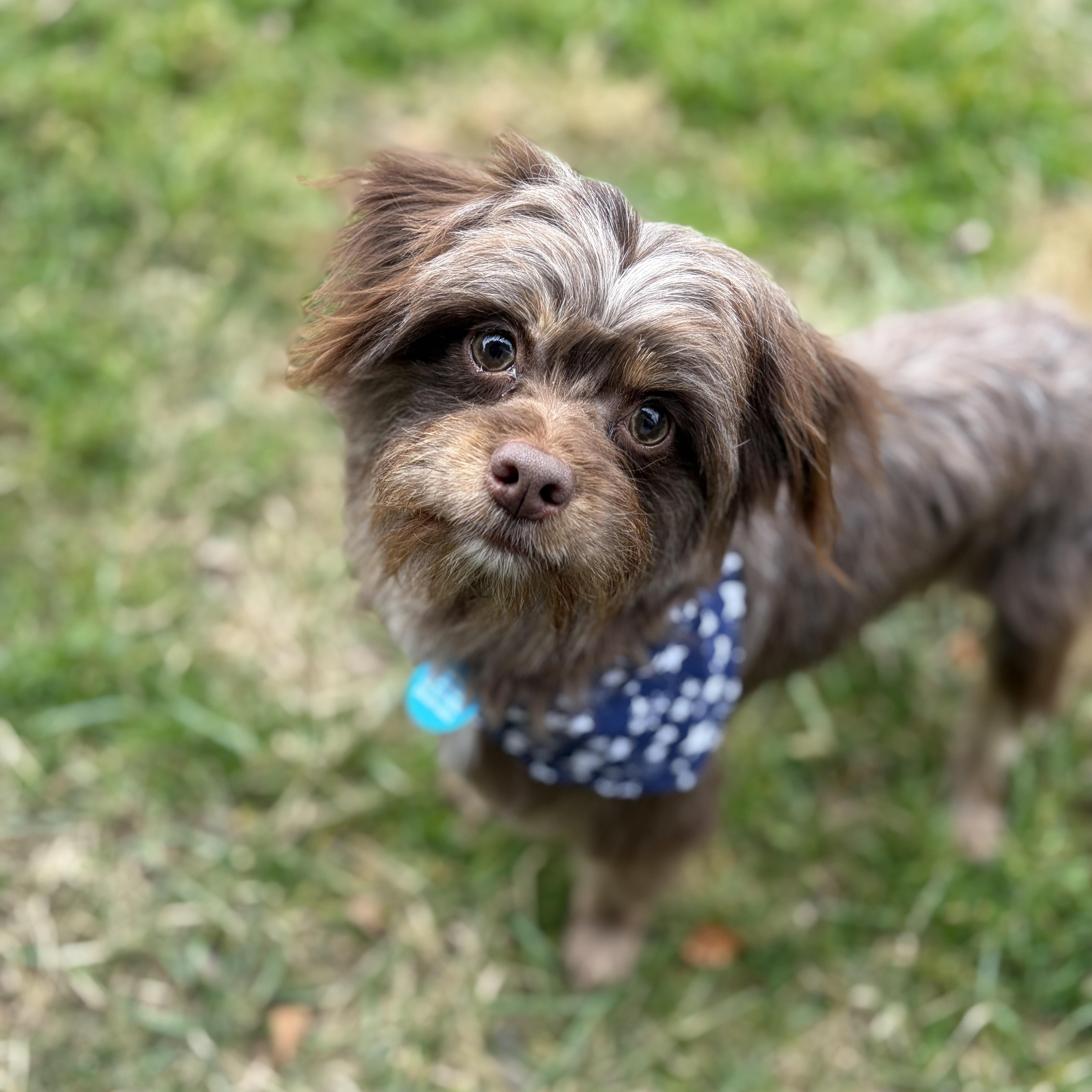 Enlarge Brownie, an adopted mixed breed in Greensboro, NC image 1/6