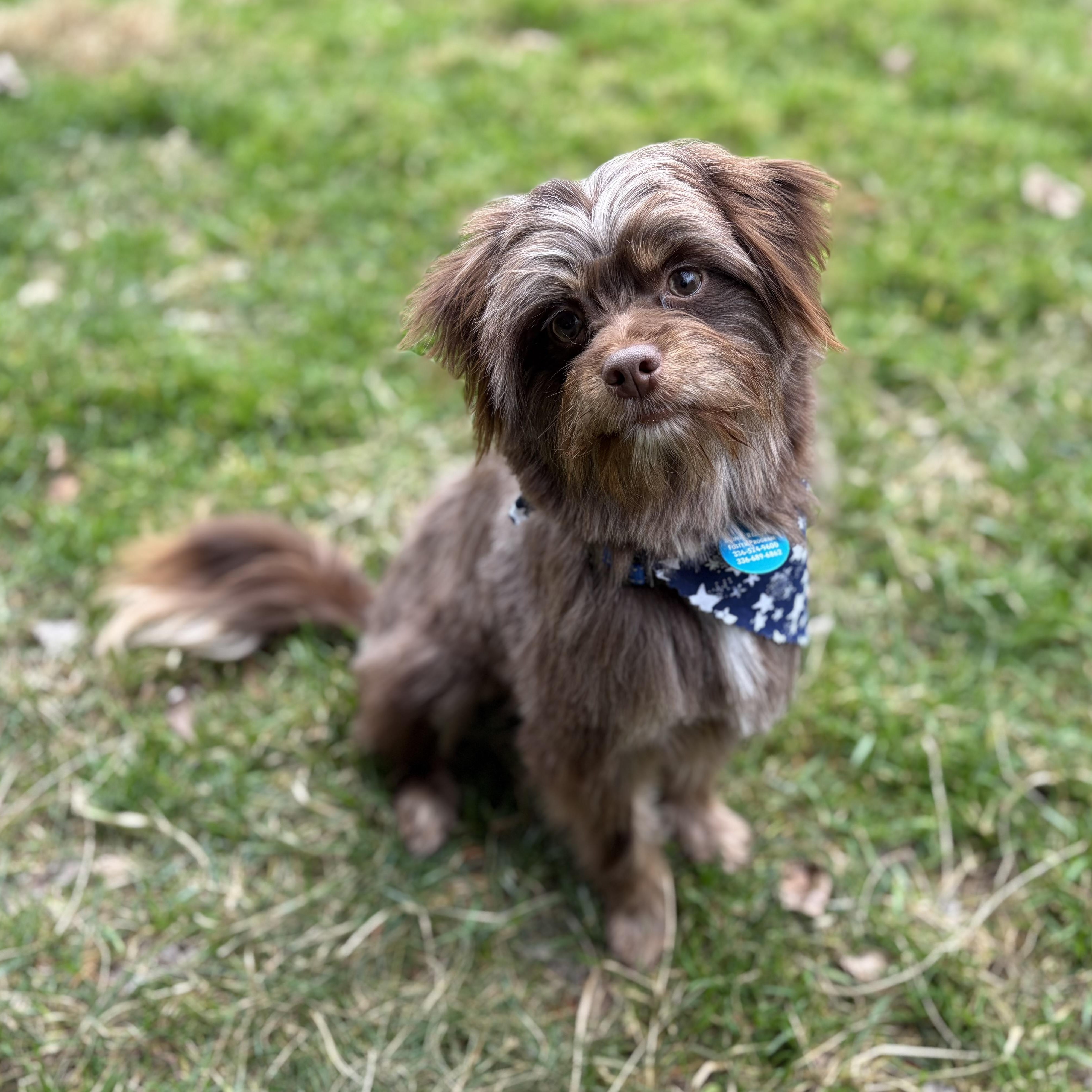 Enlarge Brownie, an adopted mixed breed in Greensboro, NC image 3/6