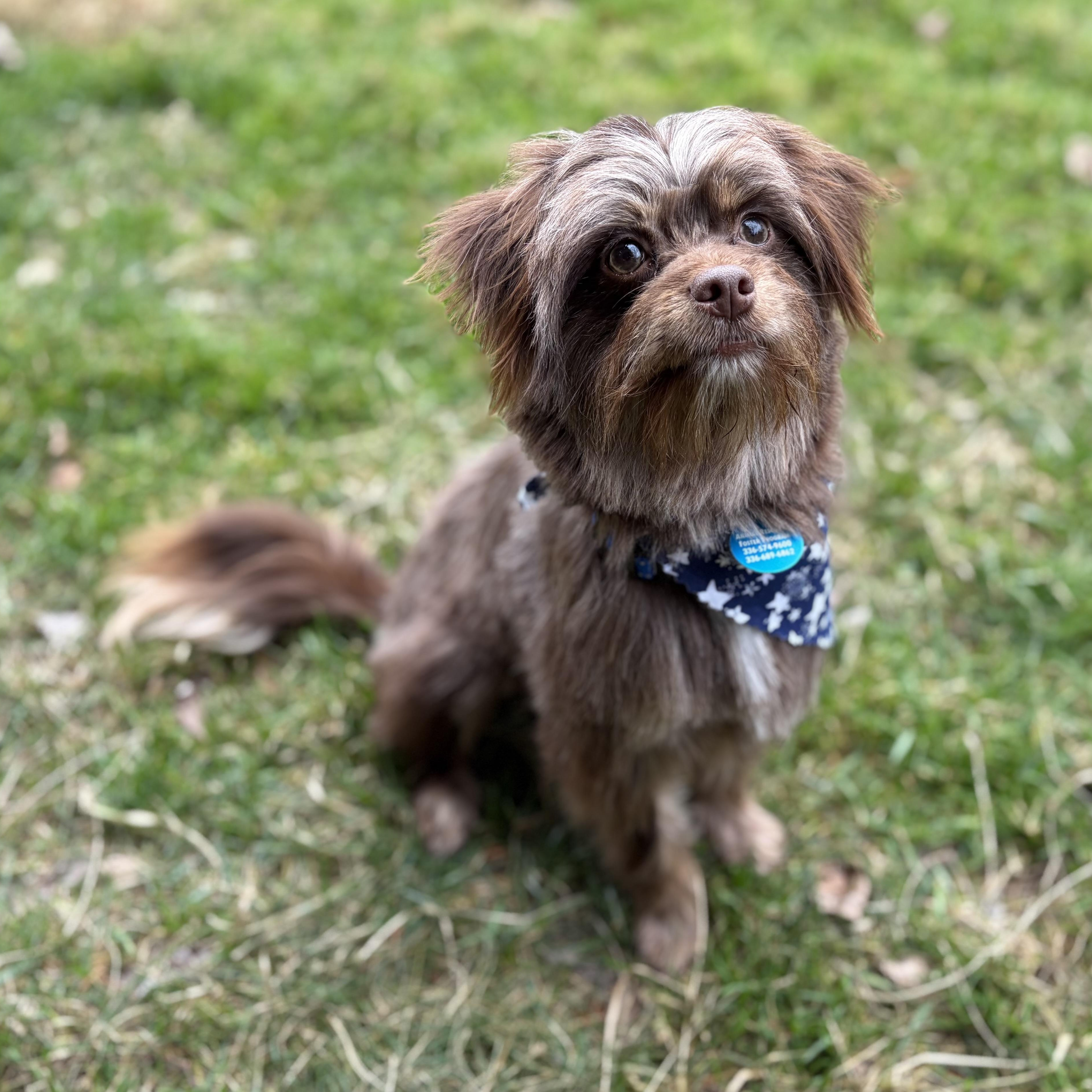 Enlarge Brownie, an adopted mixed breed in Greensboro, NC image 2/6