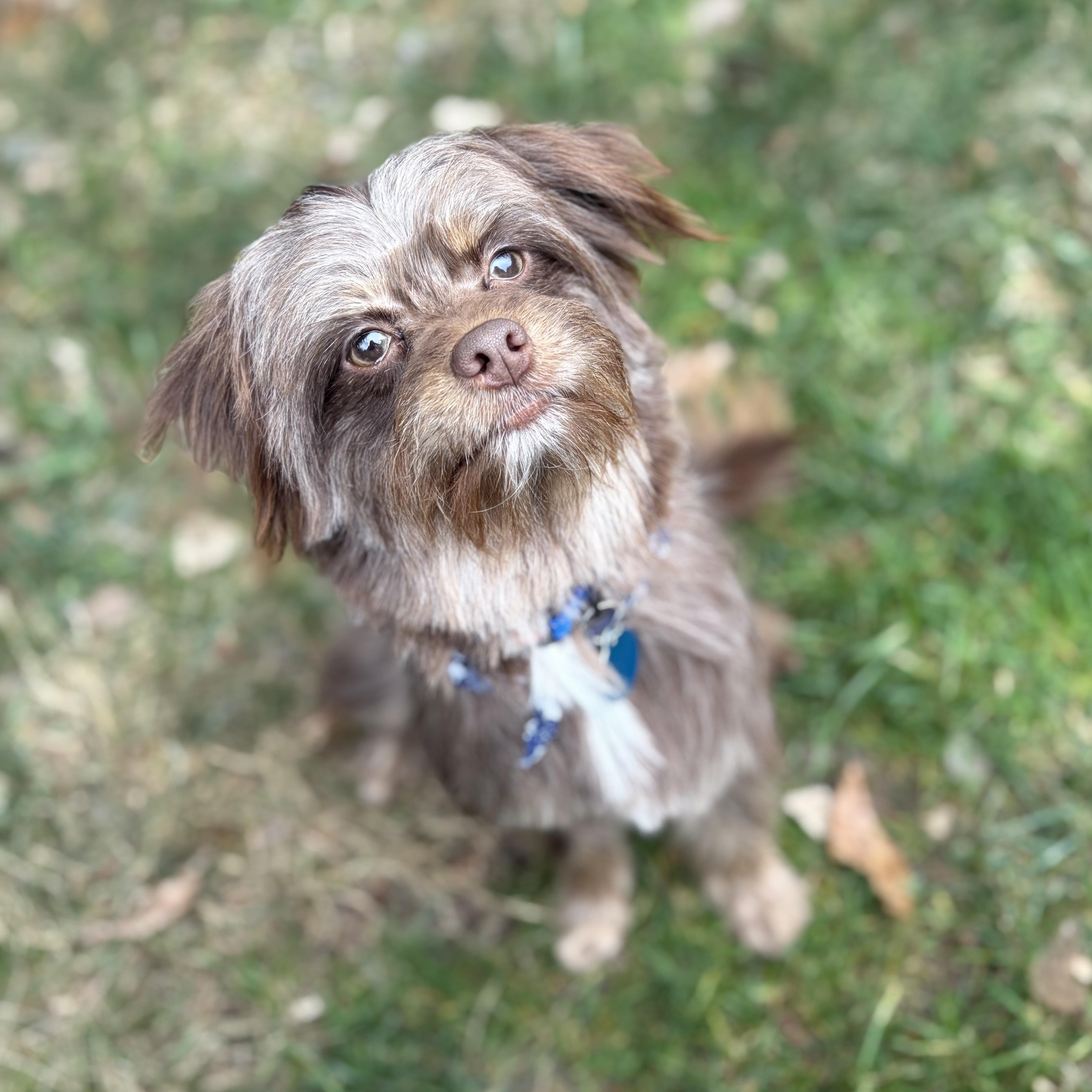 Enlarge Brownie, an adopted mixed breed in Greensboro, NC image 6/6