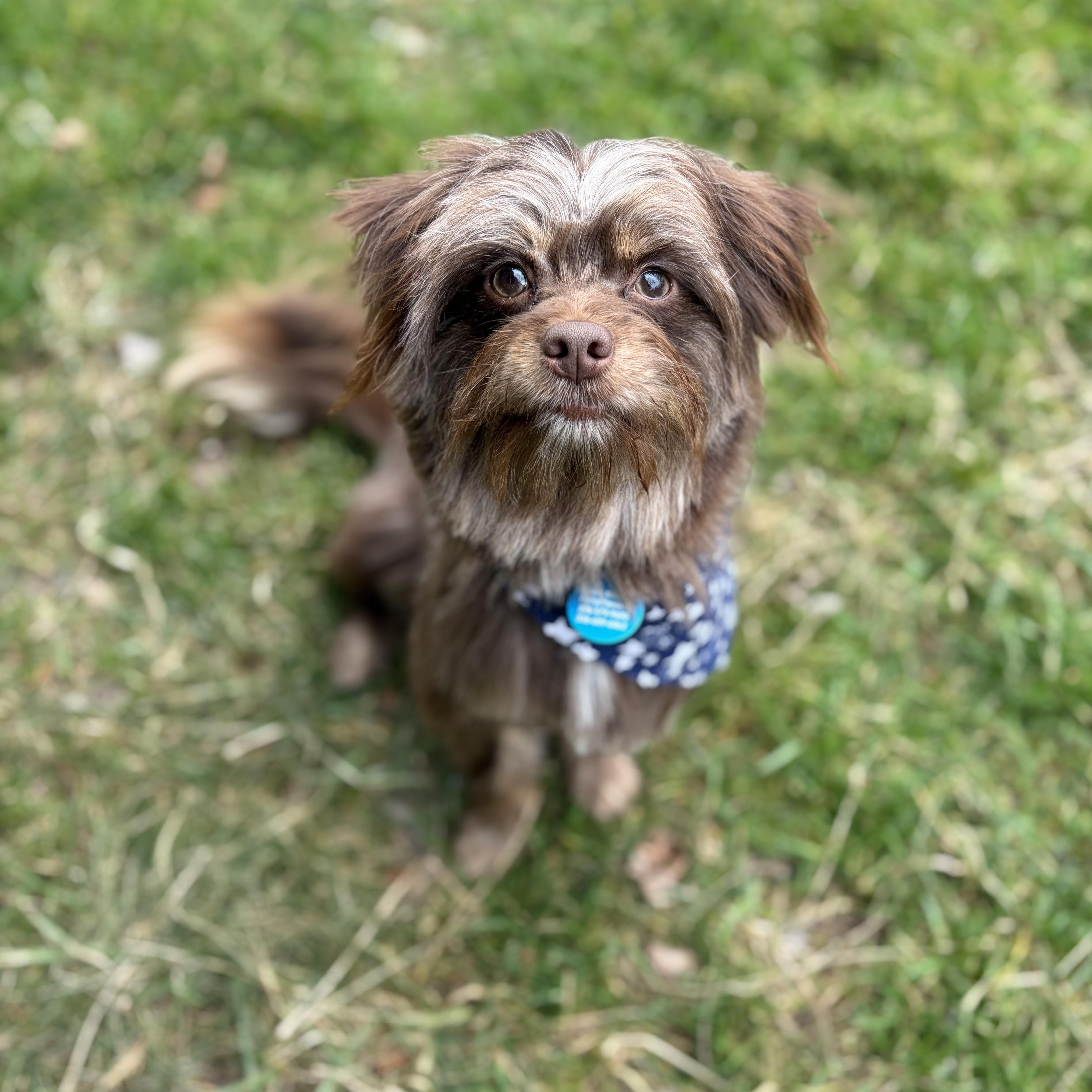 Enlarge Brownie, an adopted mixed breed in Greensboro, NC image 4/6