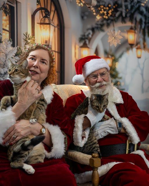 Enlarge Rocko, an adoptable Domestic Short Hair in Lapeer, MI image 2/2