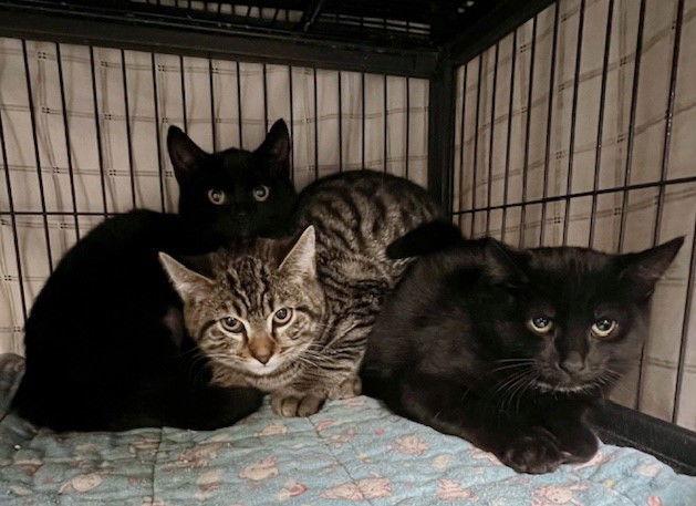 Truffles, Adopted, Kitten Female Domestic Short Hair & Bombay.