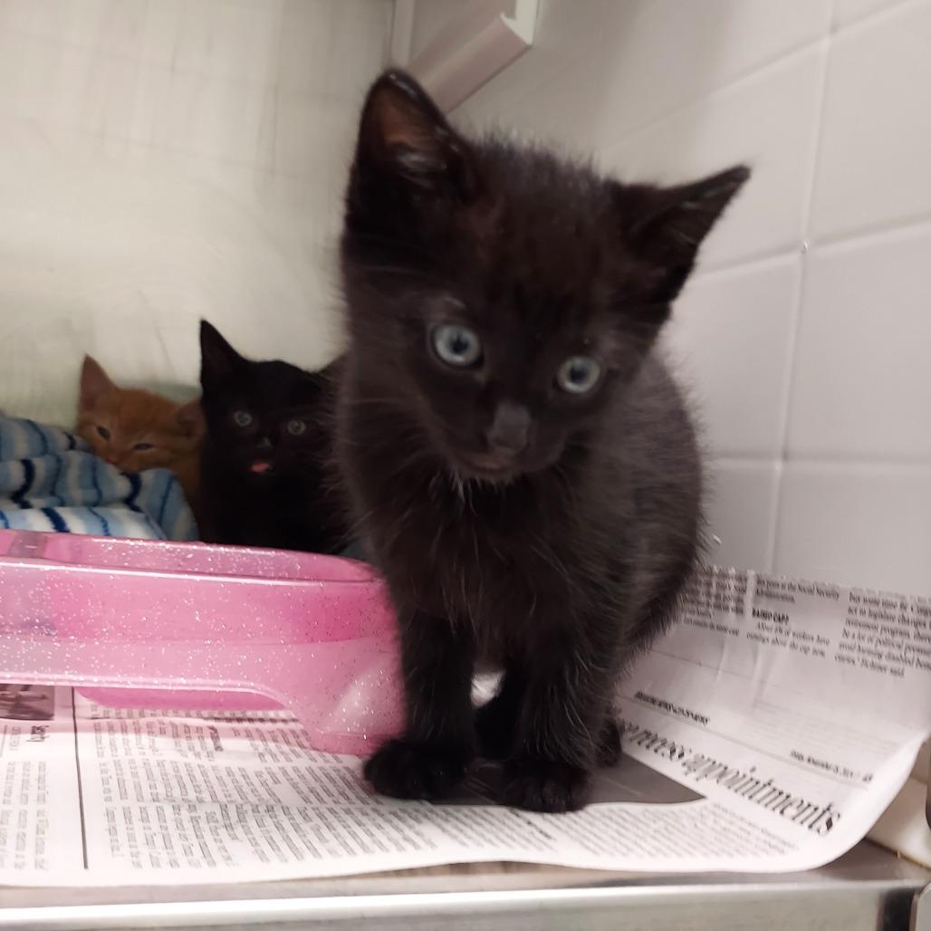 Poe, Adoptable, Kitten Male Domestic Short Hair.