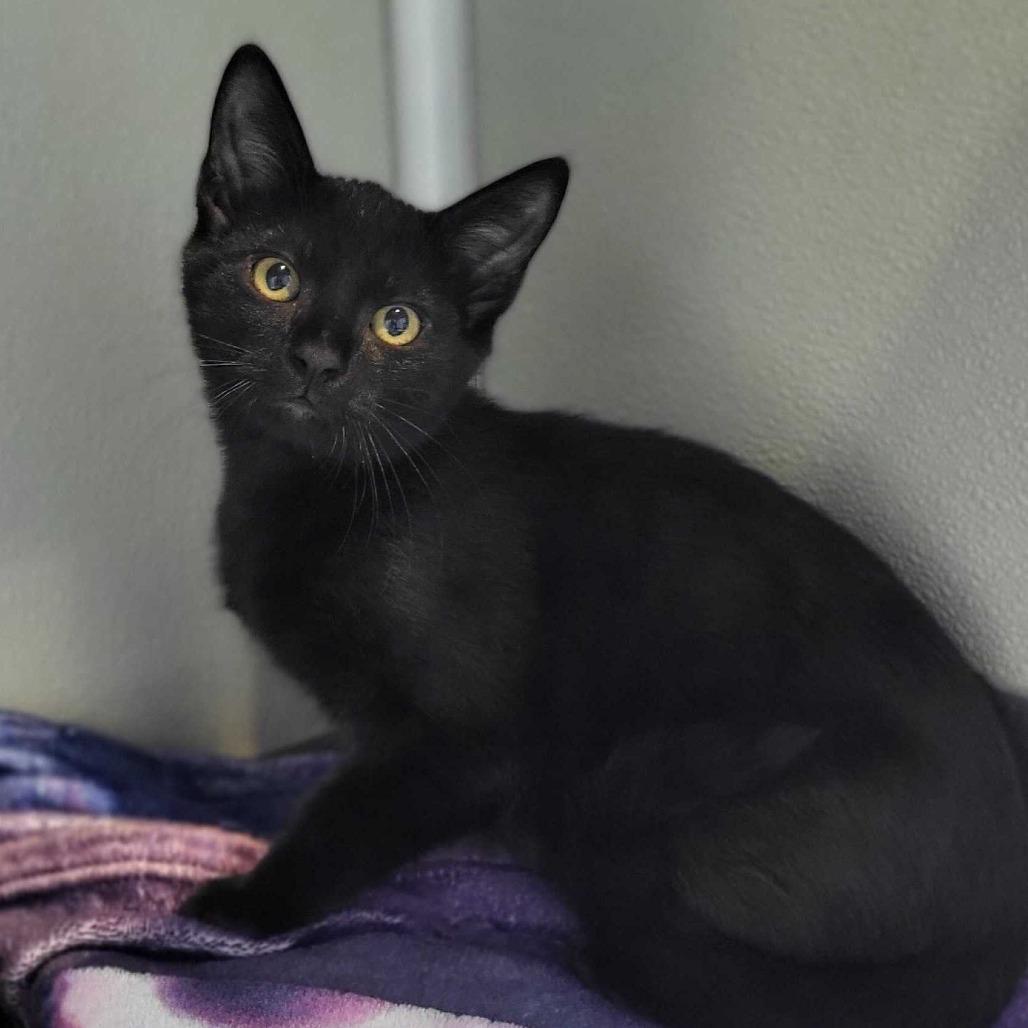 Enlarge Poe, a Adoptable Domestic Short Hair in Chattanooga, TN image 2/2