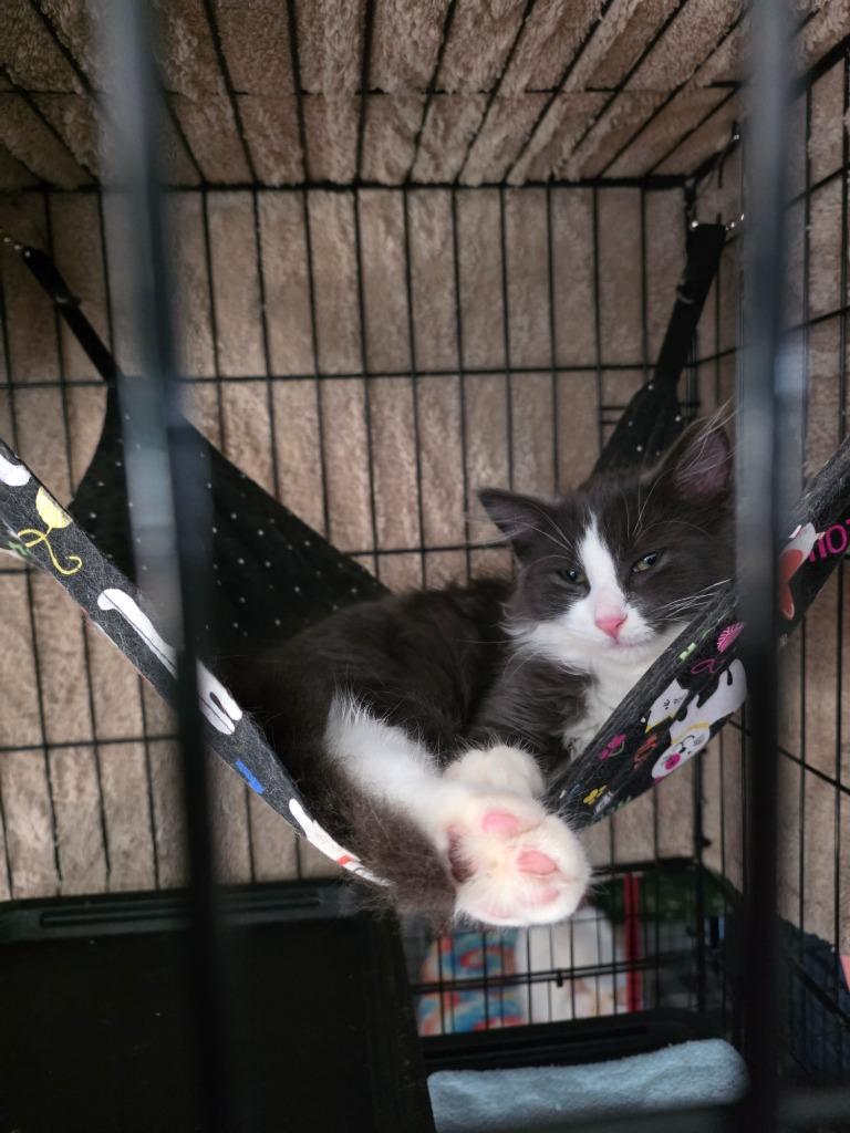 Randy, Adoptable, Young Male Domestic Medium Hair.