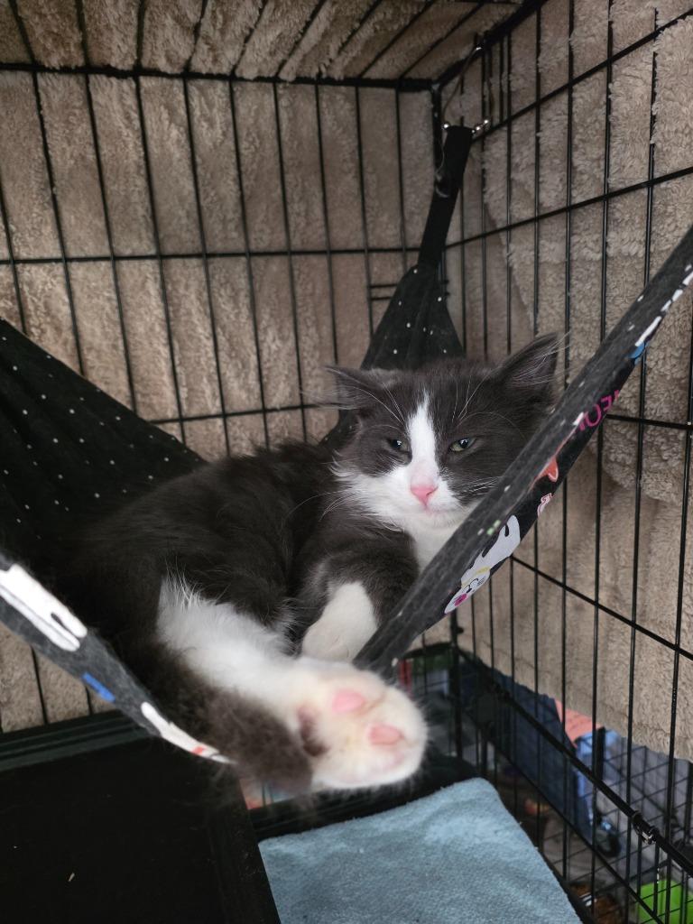 Enlarge Randy, a Adoptable mixed breed in Shell Lake, WI image 2/2