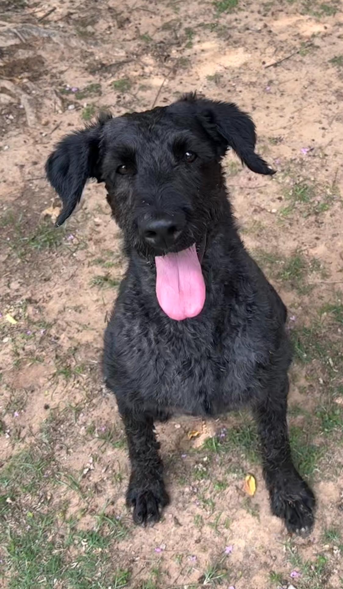 Harley, adopted, Adult Male Labradoodle.