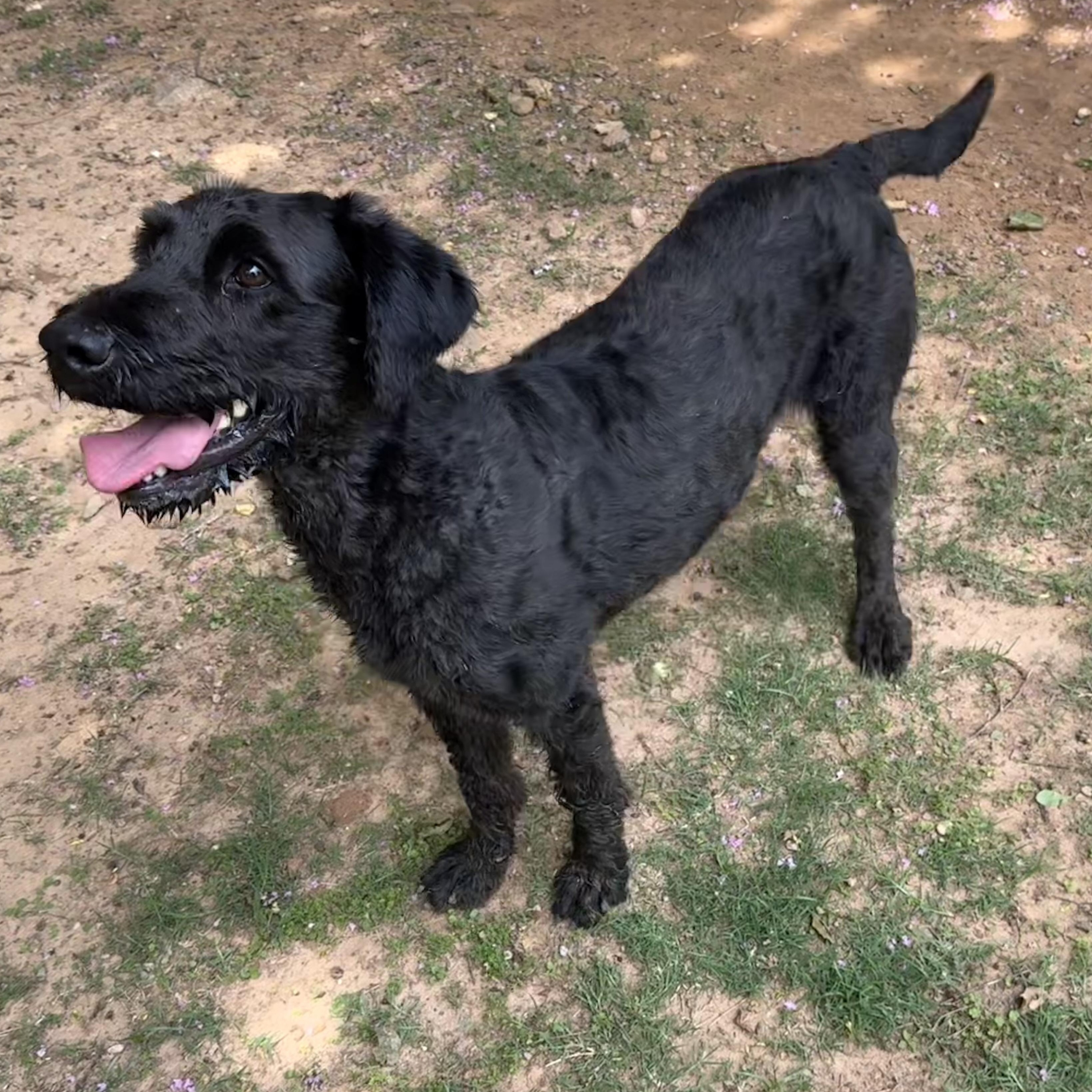 Enlarge Harley, an adopted mixed breed in Ransomville, NY image 2/6