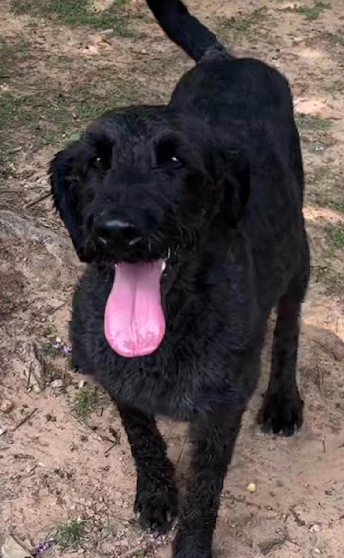 Enlarge Harley, an adopted mixed breed in Ransomville, NY image 3/6