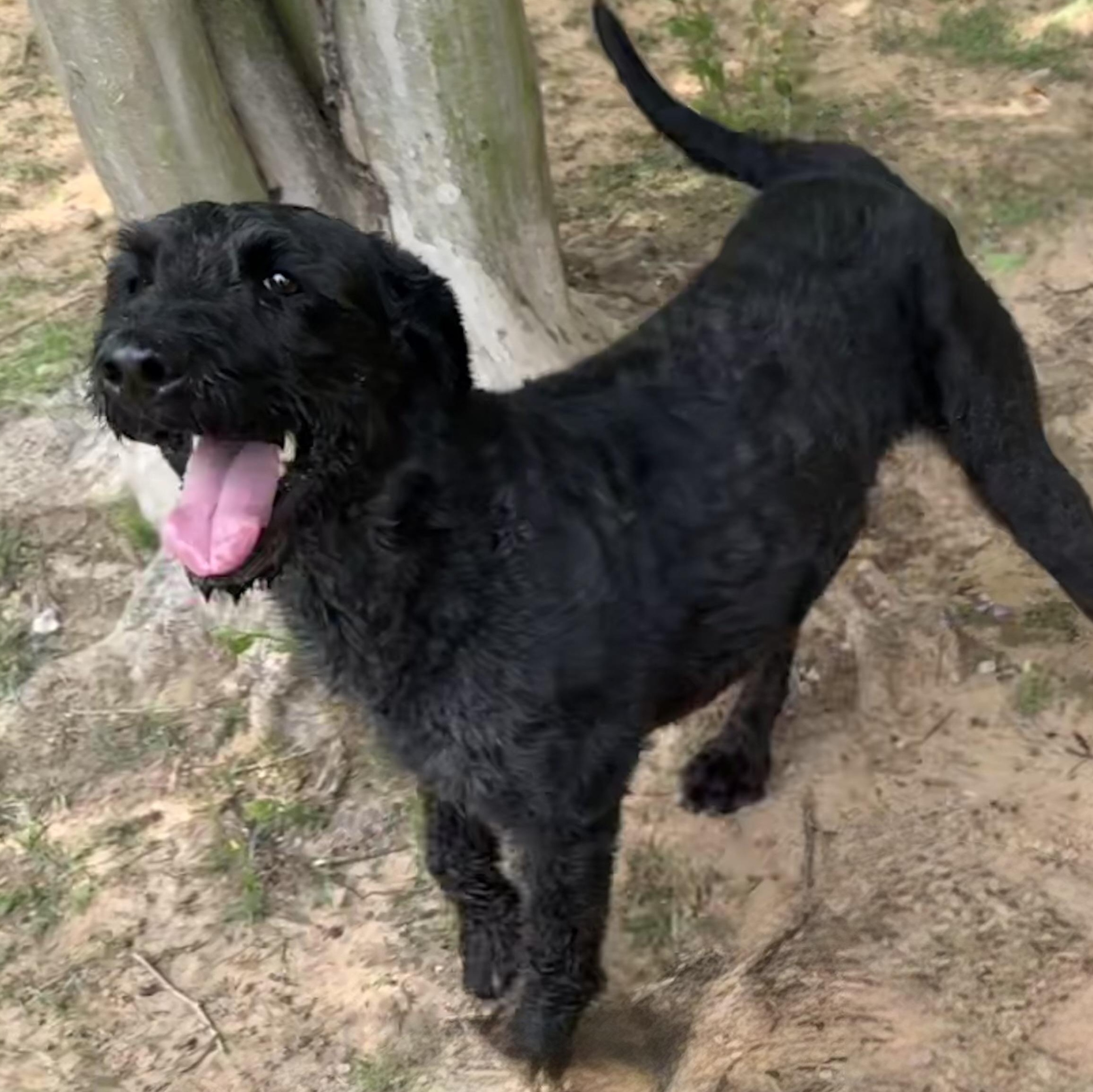 Enlarge Harley, an adopted mixed breed in Ransomville, NY image 4/6