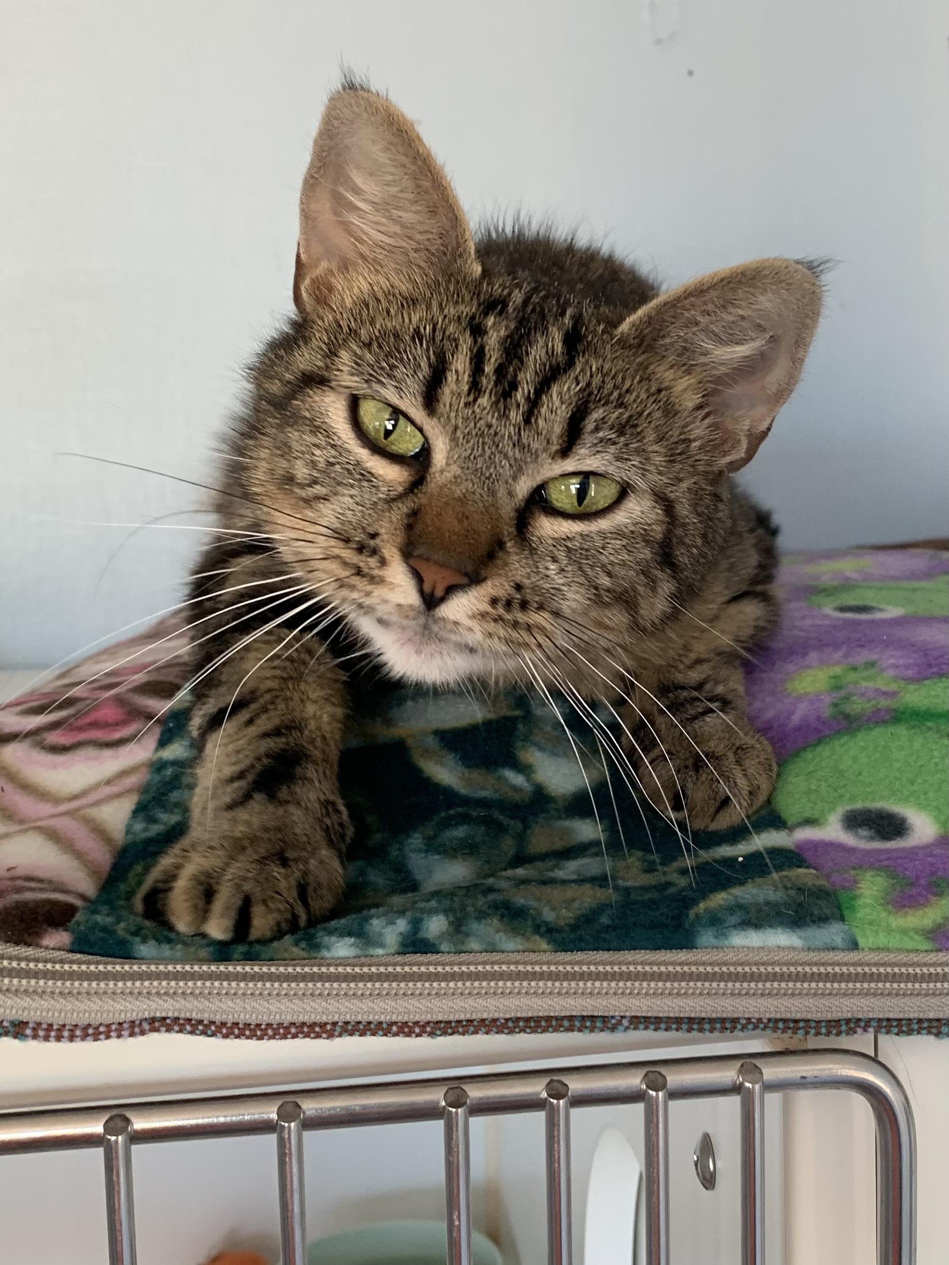 Purrtron, ADOPTABLE, Adult Female Domestic Short Hair.
