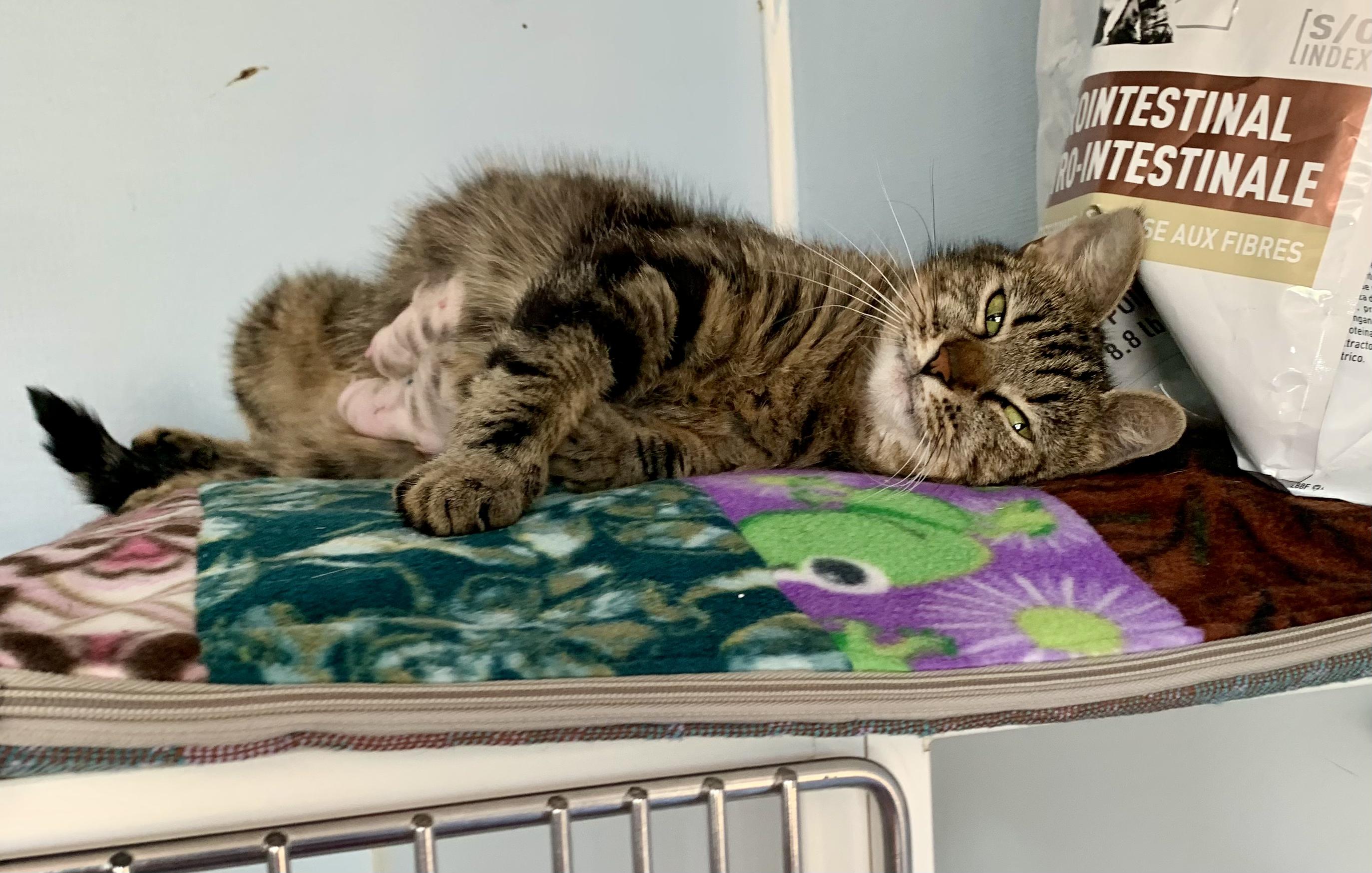 Purrtron, a ADOPTABLE Domestic Short Hair in Grass Valley, CA image 2/5
