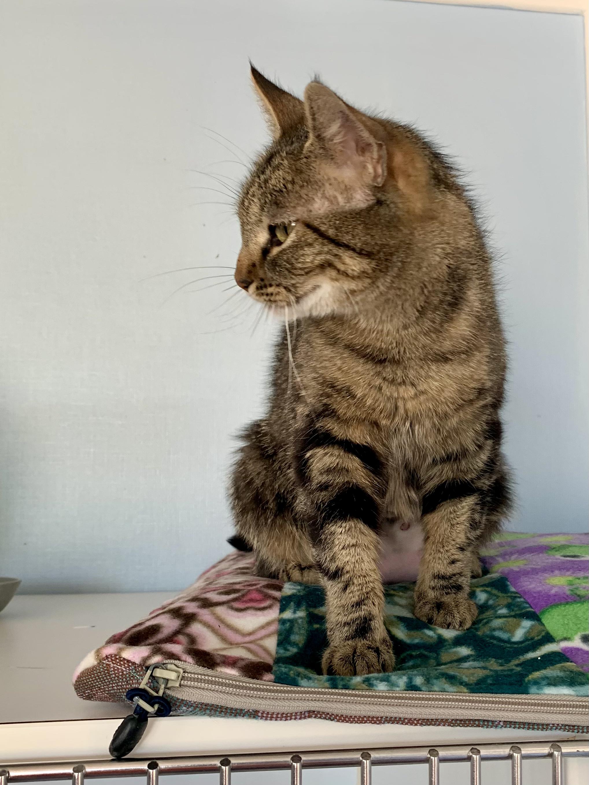 Purrtron, a ADOPTABLE Domestic Short Hair in Grass Valley, CA image 5/5