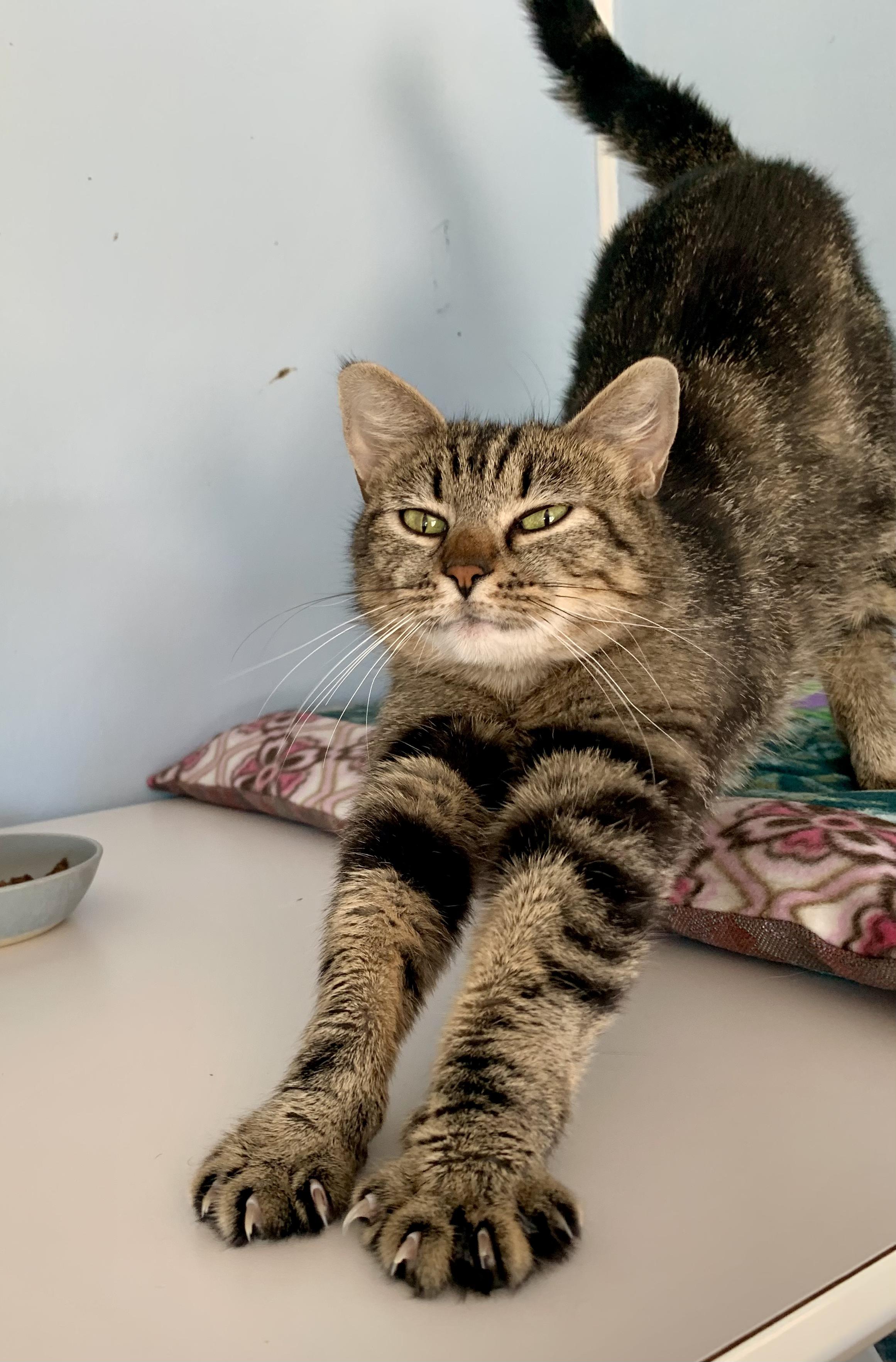 Purrtron, a ADOPTABLE Domestic Short Hair in Grass Valley, CA image 3/5