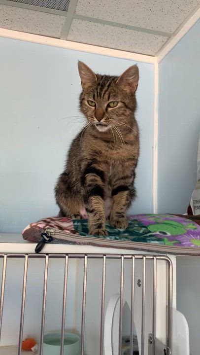 Enlarge Purrtron, a ADOPTABLE Domestic Short Hair in Grass Valley, CA video 4/5