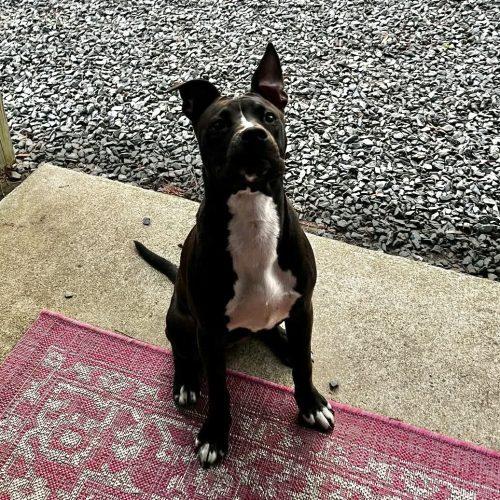 Enlarge Lucy Lu, a Adoptable mixed breed in Sanford, NC image 2/6