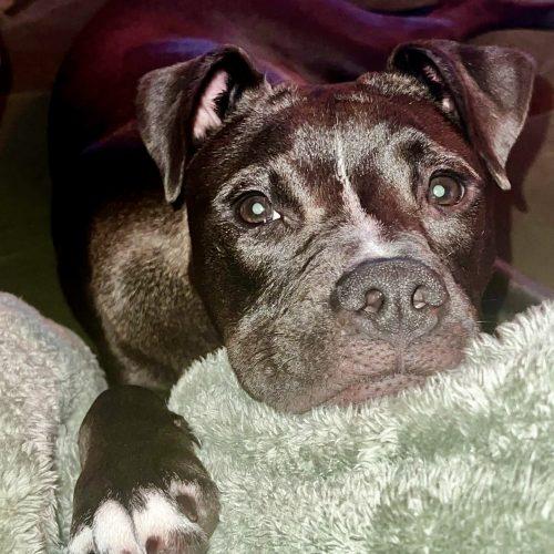 Enlarge Lucy Lu, a Adoptable mixed breed in Sanford, NC image 3/6
