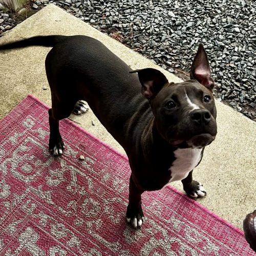Enlarge Lucy Lu, a Adoptable mixed breed in Sanford, NC image 5/6