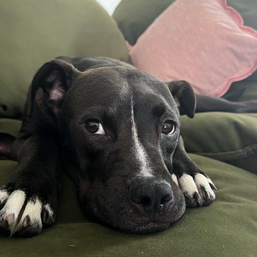 Enlarge Lucy Lu, a Adoptable mixed breed in Sanford, NC image 6/6