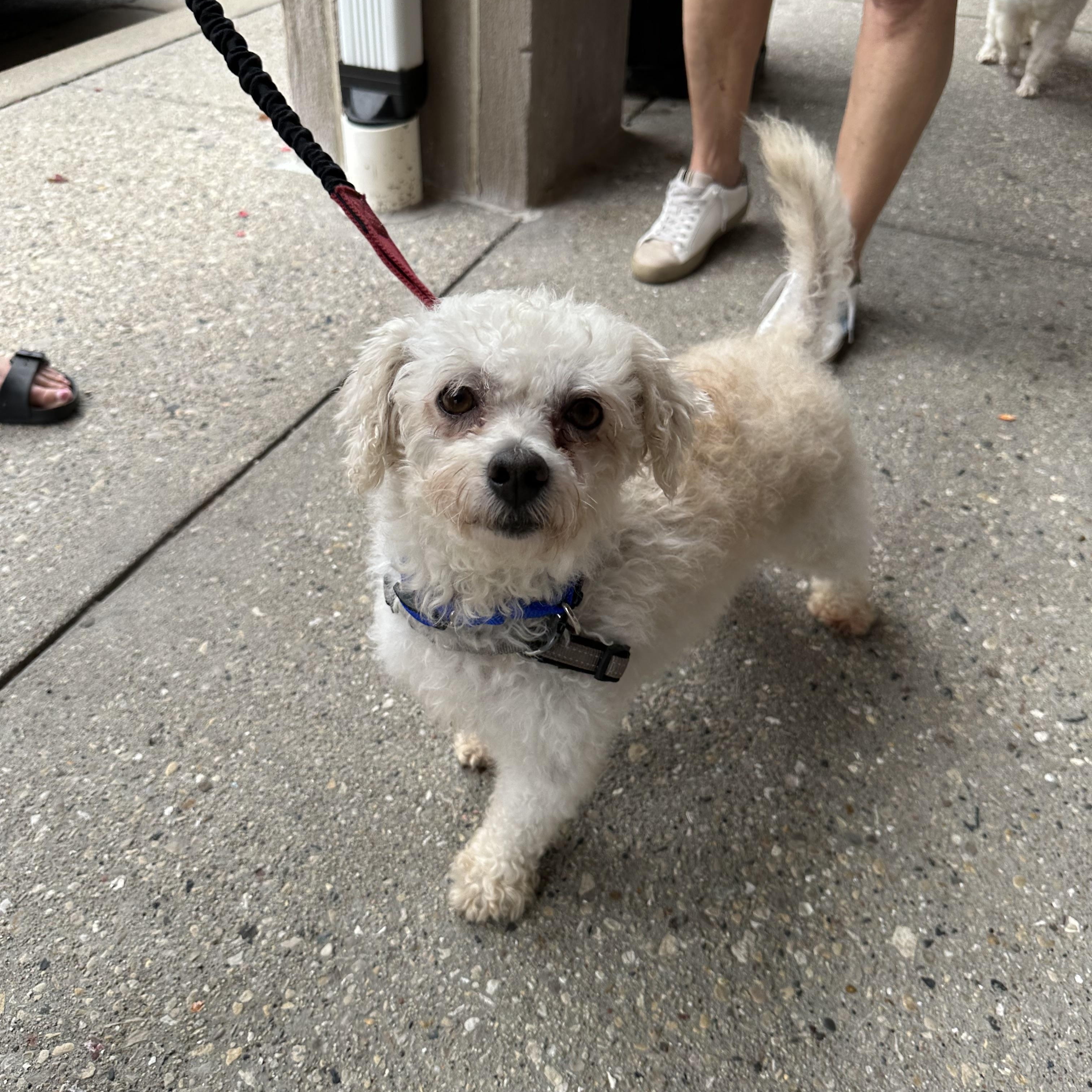 Enlarge Arne, a ADOPTABLE Bichon Frise in Hartland, WI image 5/6