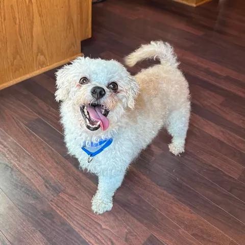 Arne, ADOPTABLE, Senior Male Bichon Frise.