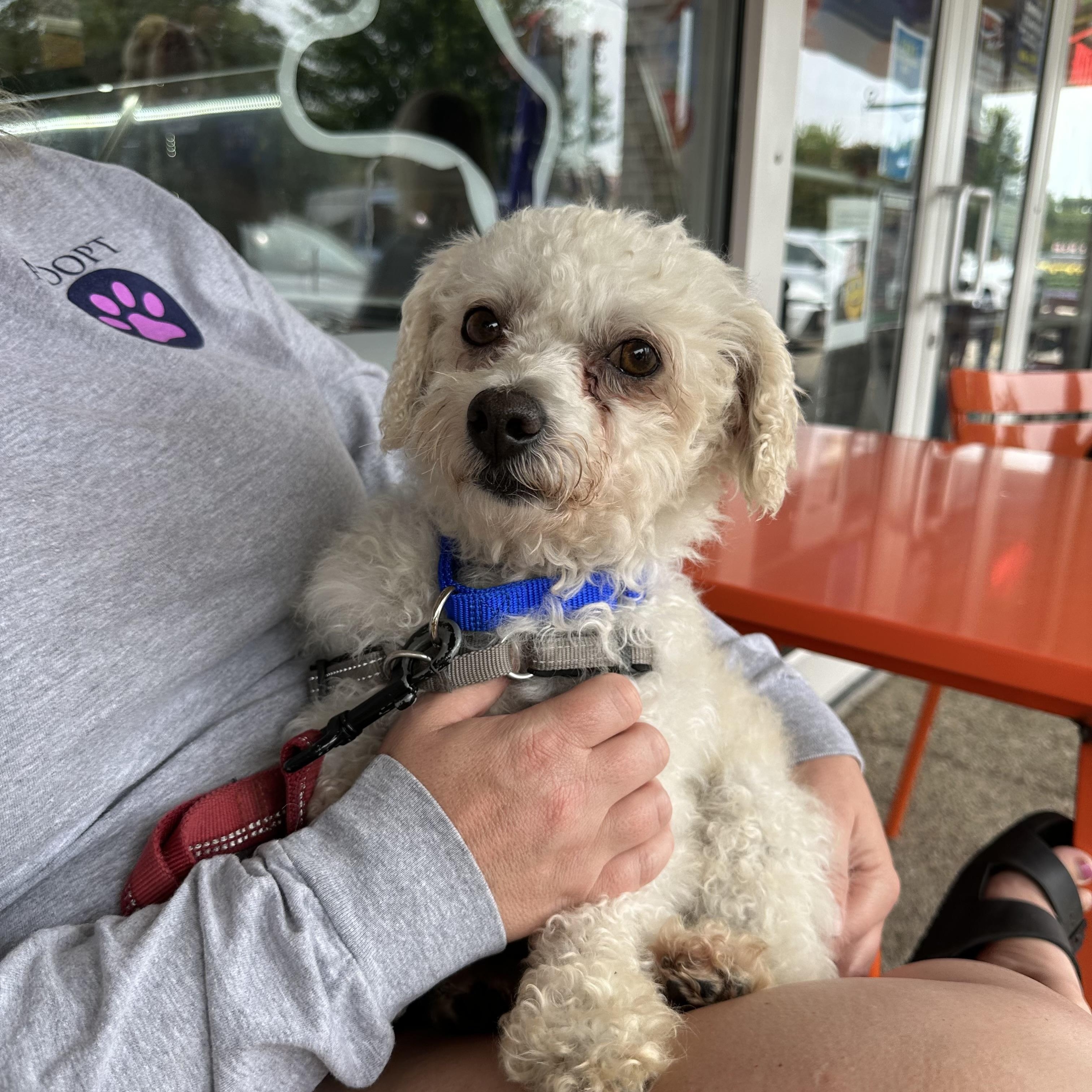 Enlarge Arne, a ADOPTABLE Bichon Frise in Hartland, WI image 4/6