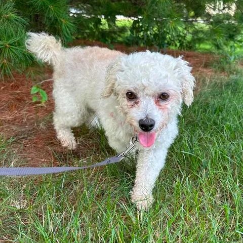 Enlarge Arne, a ADOPTABLE Bichon Frise in Hartland, WI image 2/6