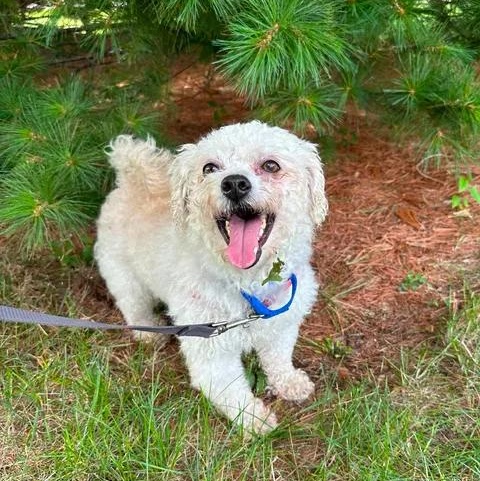 Enlarge Arne, a ADOPTABLE Bichon Frise in Hartland, WI image 3/6