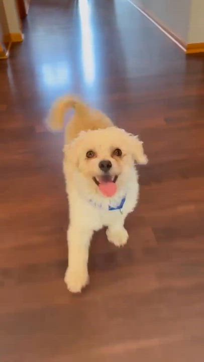 Enlarge Arne, a ADOPTABLE Bichon Frise in Hartland, WI video 6/6