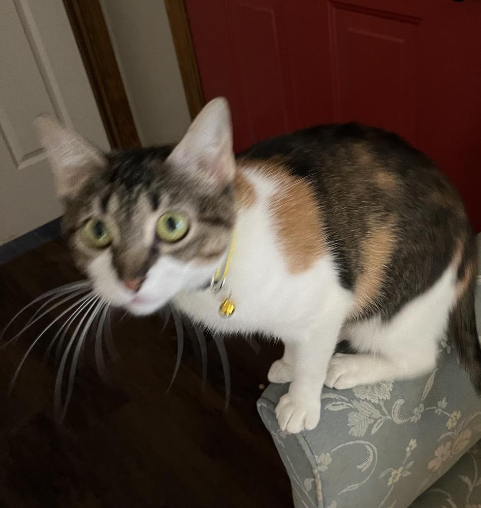 Dolly (Courtesy Post FCHS), Adoptable, Adult Female Calico.