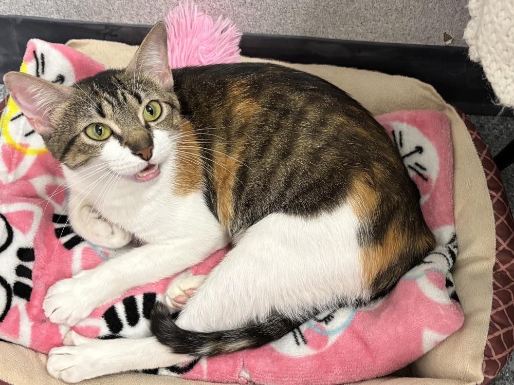 Enlarge Dolly (Courtesy Post FCHS), a Adoptable Calico in Little Rock, AR image 2/5