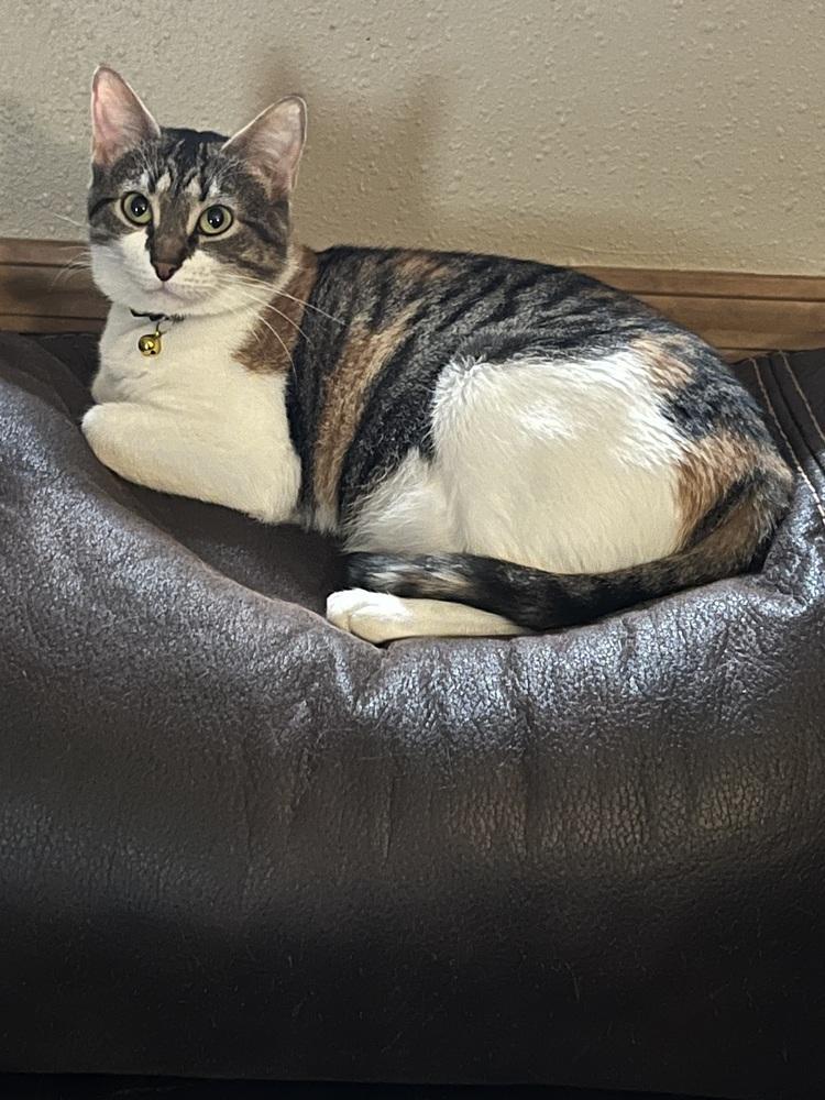 Enlarge Dolly (Courtesy Post FCHS), a Adoptable Calico in Little Rock, AR image 3/5