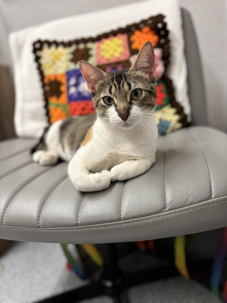 Enlarge Dolly (Courtesy Post FCHS), a Adoptable Calico in Little Rock, AR image 4/5