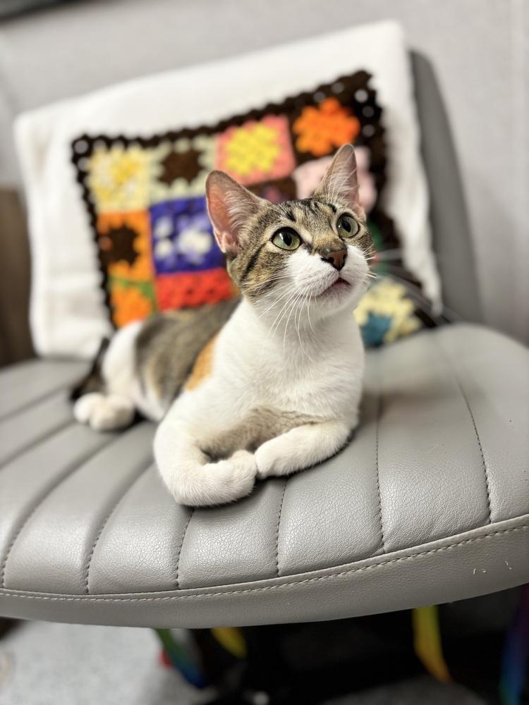 Enlarge Dolly (Courtesy Post FCHS), a Adoptable Calico in Little Rock, AR image 5/5