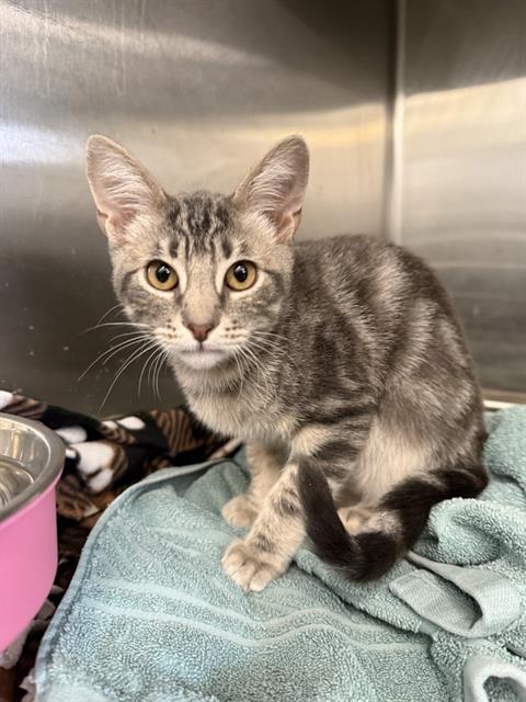 BACH, Adoptable, Kitten Male Domestic Short Hair.
